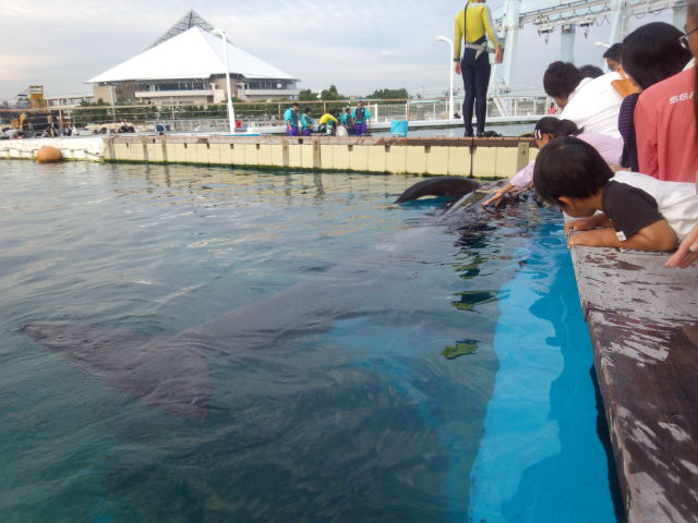 イルカやクジラ セイウチなど海の動物と触れ合える水族館 八景島シーパラダイス ふれあいラグーン 横浜カフェ 横浜観光名所めぐり