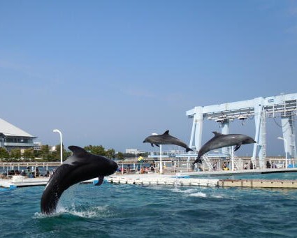 イルカやクジラ セイウチなど海の動物と触れ合える水族館 八景島シーパラダイス ふれあいラグーン 横浜カフェ 横浜観光名所めぐり